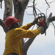 Pruning & Tree Care